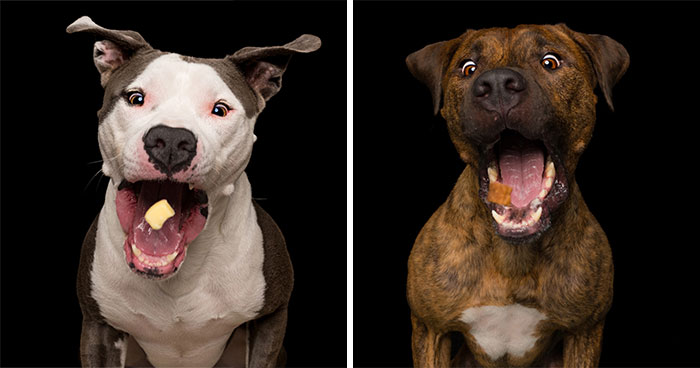 I Took 10 Funny Pictures Of Dogs Catching Treats