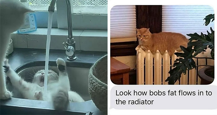 40 Funny And Cute Cats That Might Heal Your Depression, As Shared On This Instagram Page