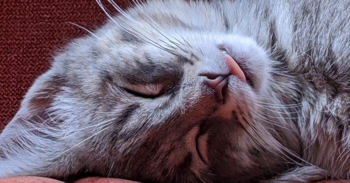 Hey Pandas, Post Your Favorite Pet Blep Picture! (Closed)