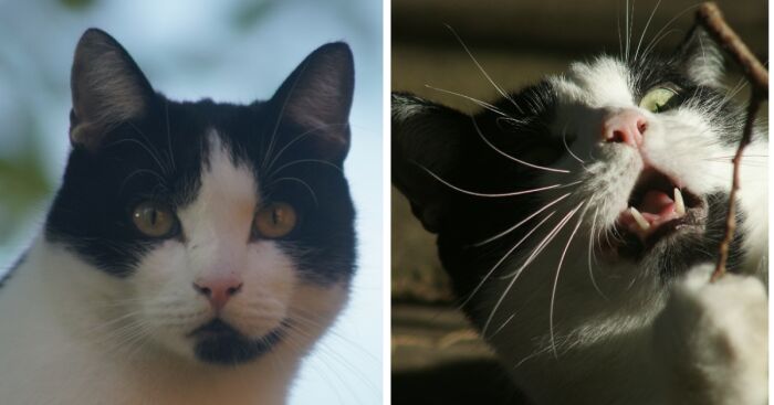 Hey Pandas, Post Pet Pictures Comparing Their Angelic And Demonic Side