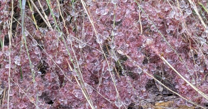 Hey Pandas, Take A Picture Of Nature If It Looks Like Something Else