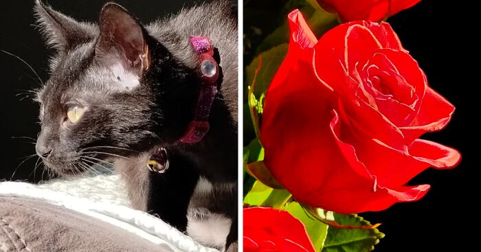 Hey Pandas, Share A Pic Of Your Valentine’s Day Surprise Or Gift (Closed)