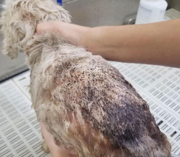dog with flea dirty