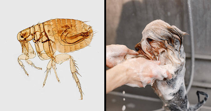 The Ultimate Guide to Giving Your Dog a Flea Bath