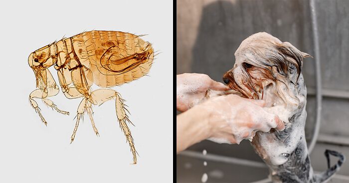 The Ultimate Guide to Giving Your Dog a Flea Bath