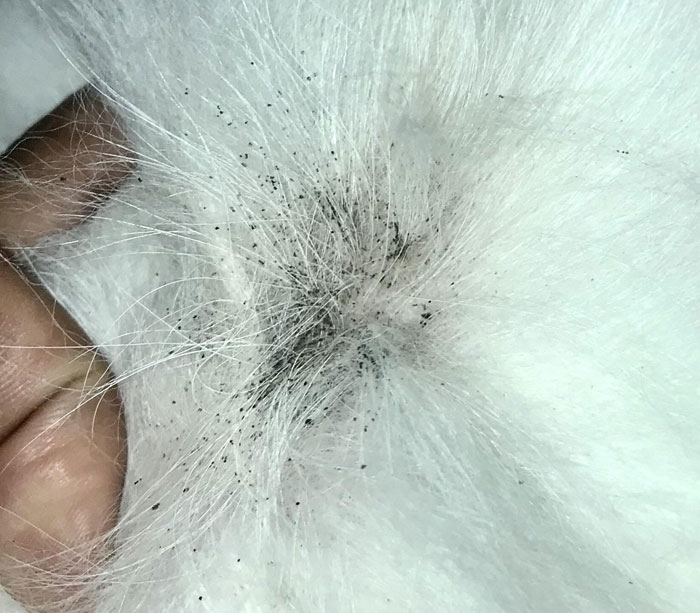 flea dust on a white fur