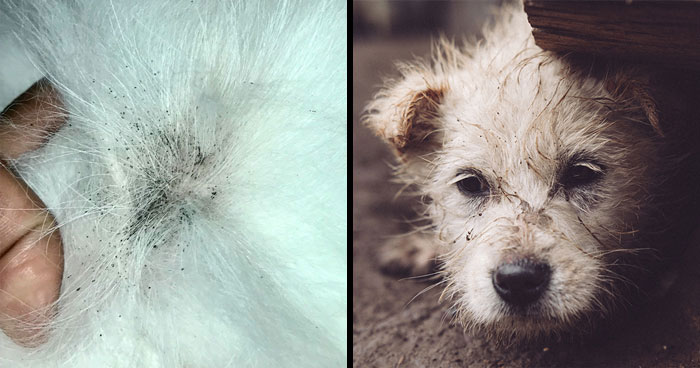 Dealing With Flea Dirt on Dogs: Identification and Removal Guide