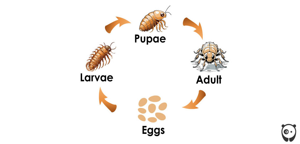 Lifecycle of a flea with stages: eggs, larvae, pupae, adult; illustration for understanding flea eggs on dogs. Lifecycle of a flea with stages: eggs, larvae, pupae, adult; illustration for understanding flea eggs on dogs.