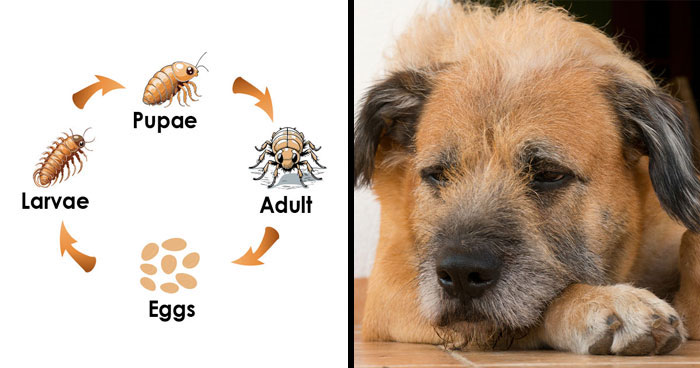 What Do Flea Eggs on Dogs Look Like and How to Get Rid of Them