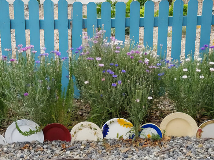 Picture of colorful dinner plate flower bed edging with colorful flowers near blue fence