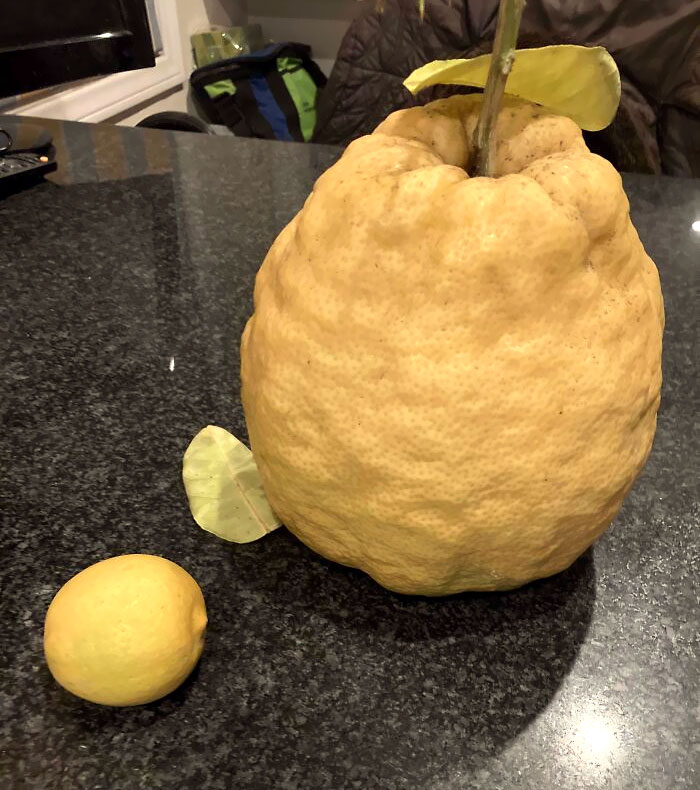Thought You Might Like To See This Giant 5 Lbs Lemon From My Sister-In-Law's Lemon Tree. She Gets A Few Of These Every Year. Regular-Sized Lemon For Scale