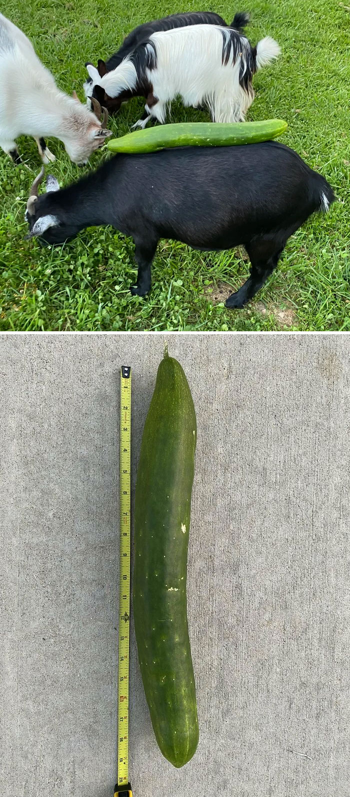 I Grew A 19.5-Inch Cucumber (Goat For Scale)