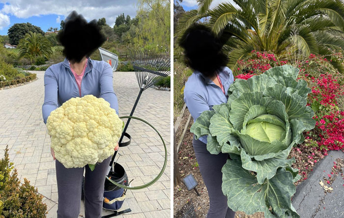 Absolute Units Of Cauliflower And Cabbage My Parents Grew In Their Garden. My Dad Said The Cabbage Came In At 13 Lbs
