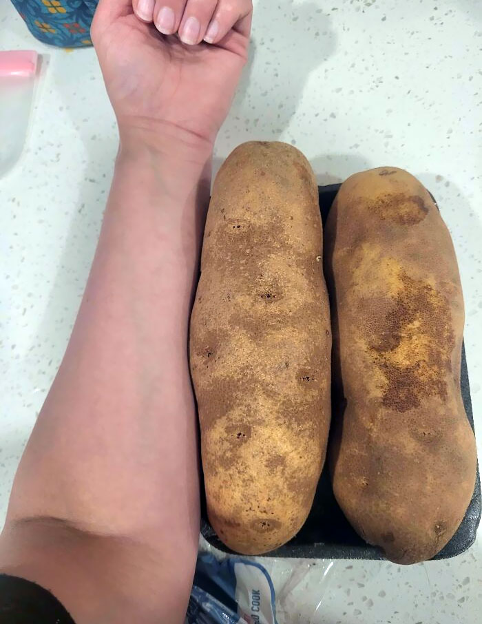 Potato In The Size Of My Forearm