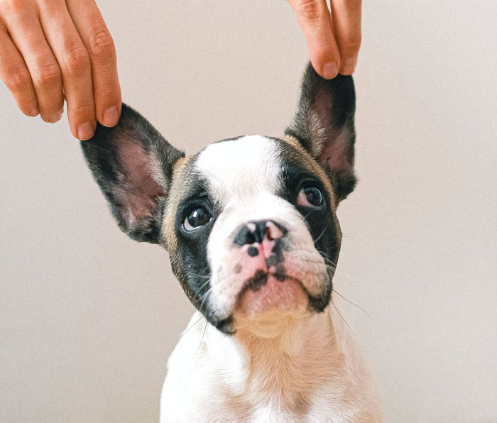 person holding the french bulldog's ears up