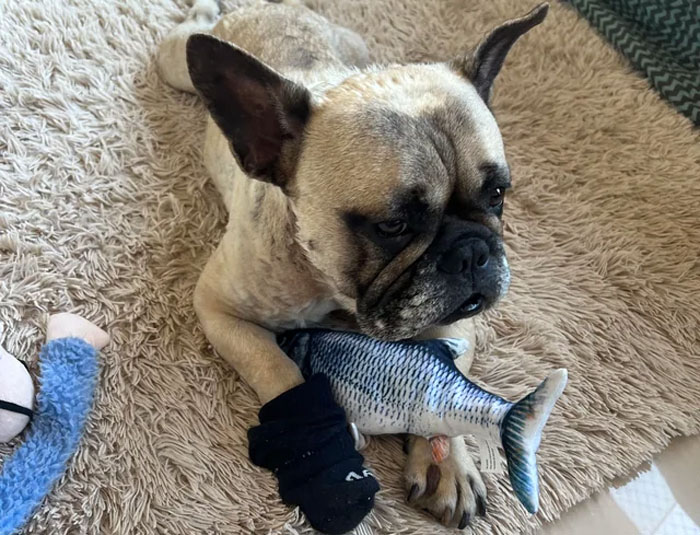 french bulldog with a toy