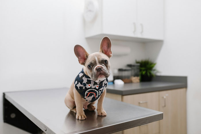 french bulldog in a sweater sitting on a vet's table