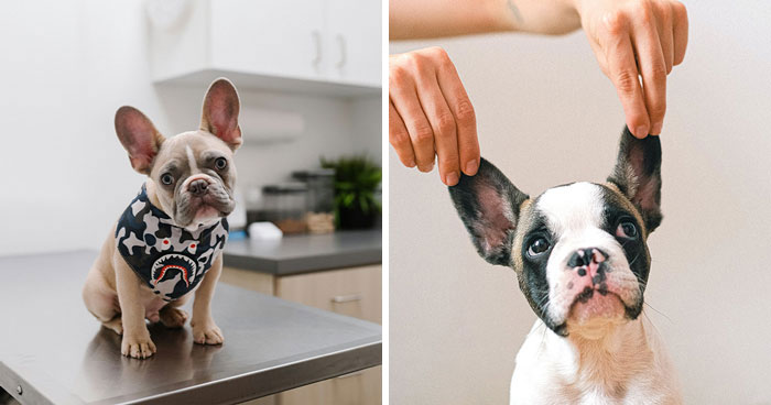 10 Common French Bulldog Health Issues You Should Know Know About