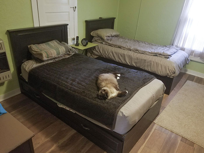 Mi abuela ha comprado una cama extra para su gato