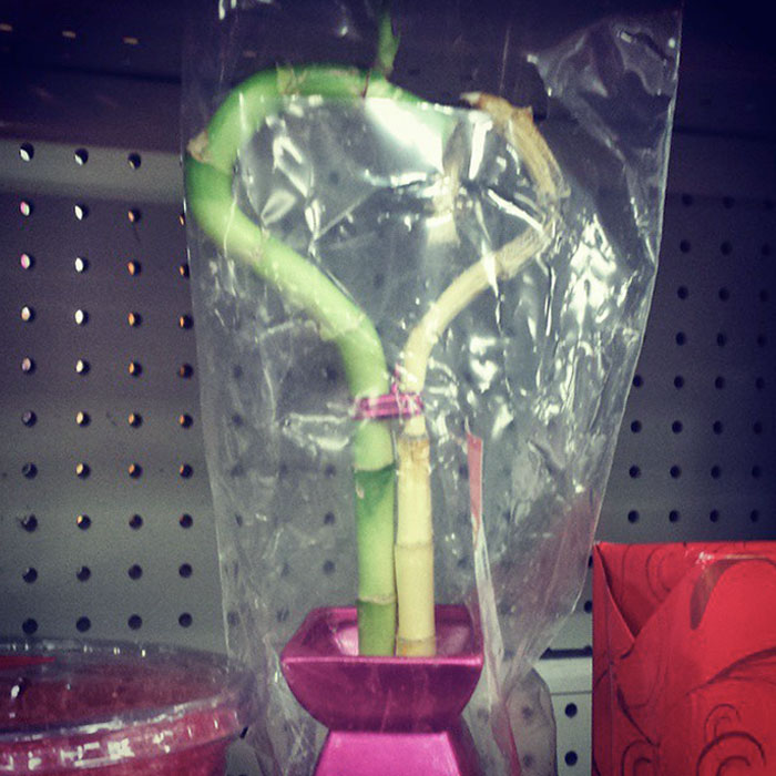 Pretty Sure That Half Of This Valentine's Bamboo-Heart Plant At CVS Is Dead