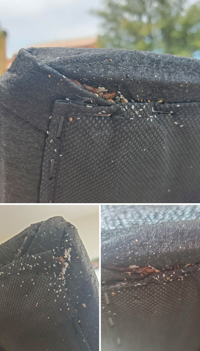 Purchased A New Bed With A Free Adjustable Frame. I Didn't Know It Came With Bed Bugs. Thanks, Mattress Firm