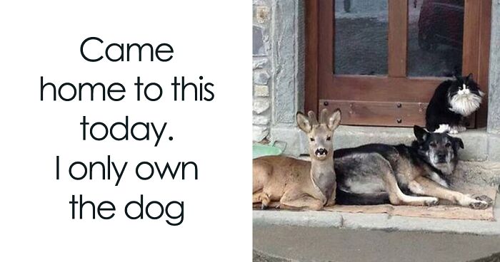 63 Funny Animal Memes That Prove Pets Are The Ultimate Comedians