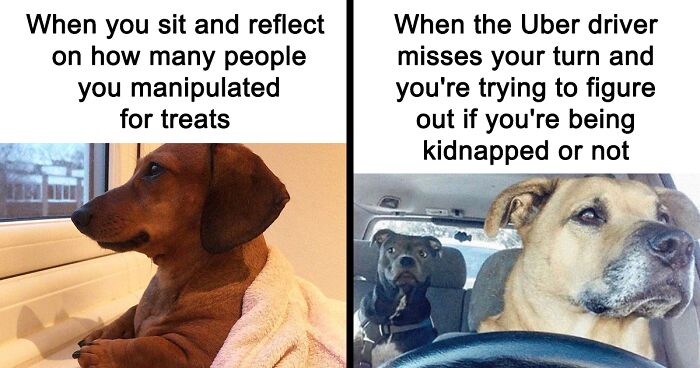 43 Hilarious Animal Memes, As Shared On “Out Of Context Animals”
