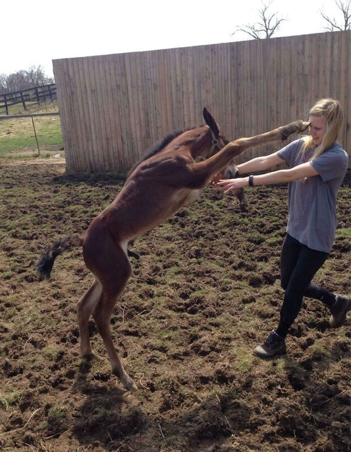 The Moment My Sister Was Punched In The Face By A Horse