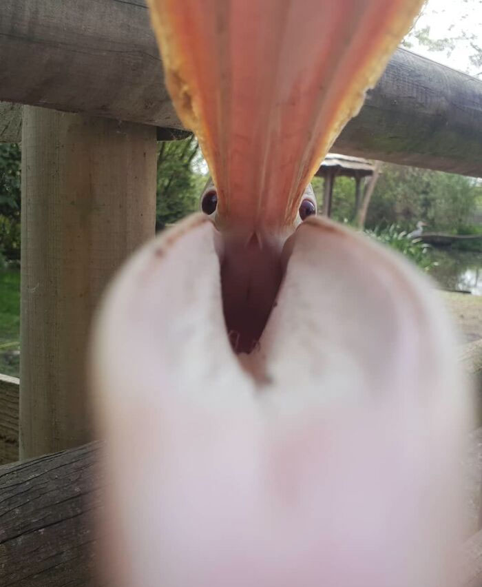 This Photo Of A Pelican Trying To Eat My Phone