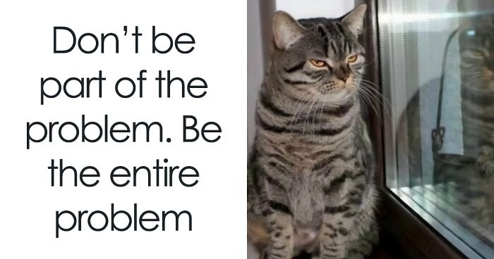 50 Hilarious And Relatable Memes Dedicated To All Things Feline