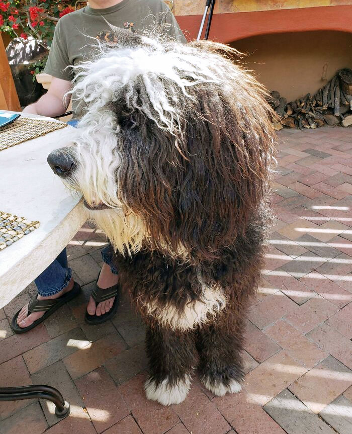 Apparently, When You Cross A Bernese Mountain Dog And A Poodle, You Get A Giant With 90s Hair    