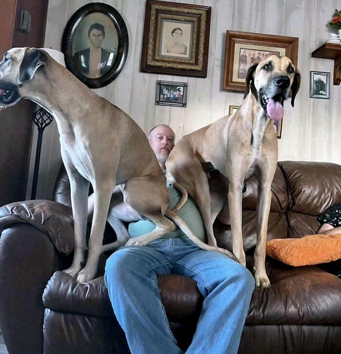 They Just Can't Understand That They Are Not Lap Dogs. These Two Still Think That They Are Little Dogs And That Both Can Fit