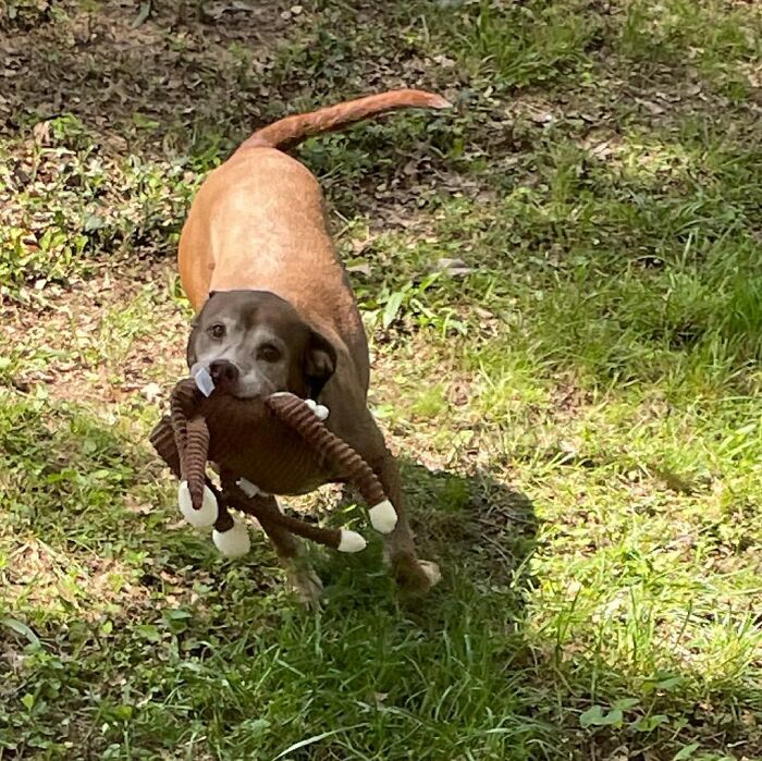 Shelter Dog Was Overlooked For Almost A Decade Until She Found Her Person Shelter Dog Was Overlooked For Almost A Decade Until She Found Her Person