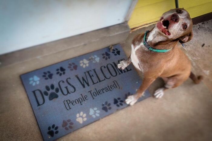 Shelter Dog Was Overlooked For Almost A Decade Until She Found Her Person Shelter Dog Was Overlooked For Almost A Decade Until She Found Her Person