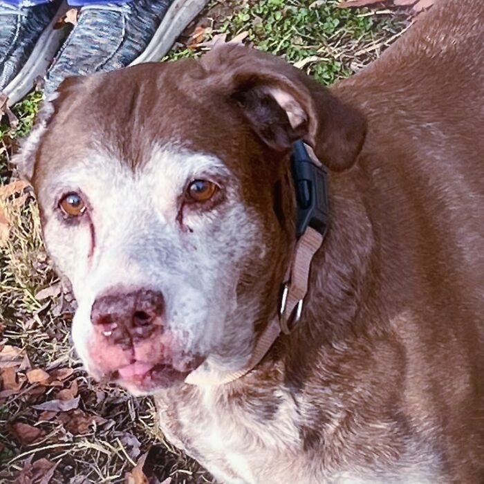 Shelter Dog Was Overlooked For Almost A Decade Until She Found Her Person Shelter Dog Was Overlooked For Almost A Decade Until She Found Her Person