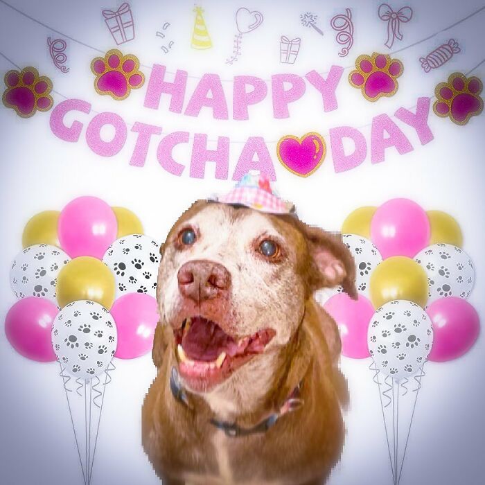 Shelter Dog Was Overlooked For Almost A Decade Until She Found Her Person Shelter Dog Was Overlooked For Almost A Decade Until She Found Her Person