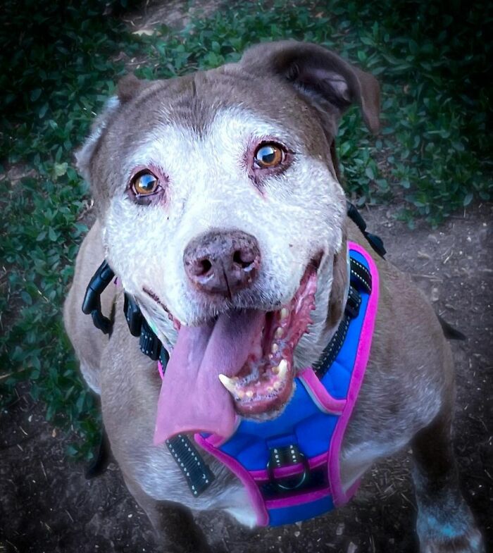 Shelter Dog Was Overlooked For Almost A Decade Until She Found Her Person Shelter Dog Was Overlooked For Almost A Decade Until She Found Her Person