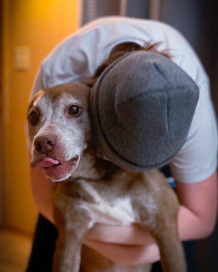 Shelter Dog Was Overlooked For Almost A Decade Until She Found Her Person Shelter Dog Was Overlooked For Almost A Decade Until She Found Her Person