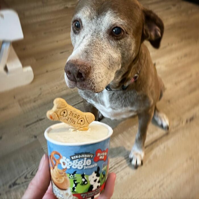 Shelter Dog Was Overlooked For Almost A Decade Until She Found Her Person Shelter Dog Was Overlooked For Almost A Decade Until She Found Her Person