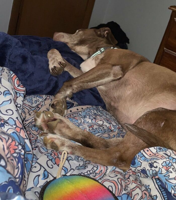 Shelter Dog Was Overlooked For Almost A Decade Until She Found Her Person Shelter Dog Was Overlooked For Almost A Decade Until She Found Her Person