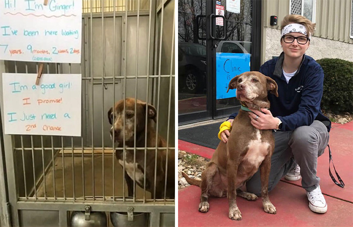 Shelter Dog Was Overlooked For Almost A Decade Until She Found Her Person