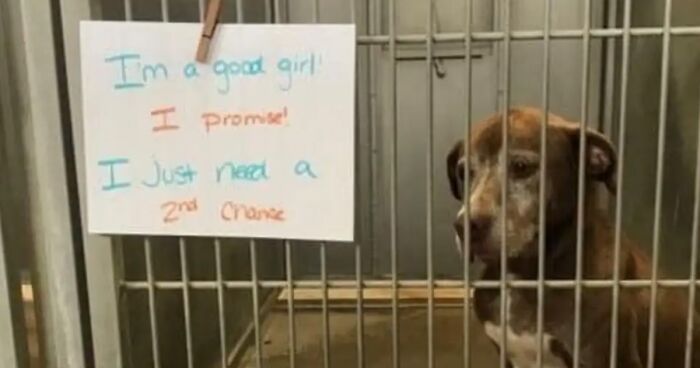 Shelter Dog Was Overlooked For Almost A Decade Until She Found Her Person