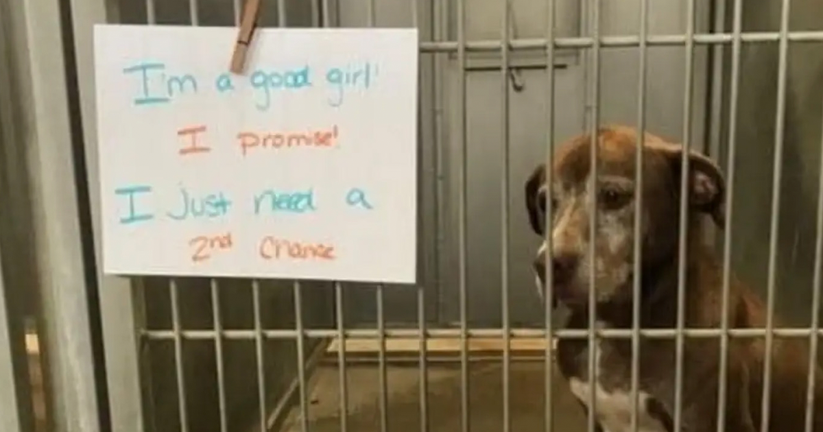 Shelter Dog Was Overlooked For Almost A Decade Until She Found Her ...