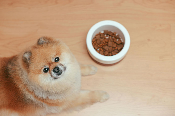 dog sitting near a bowl with a food