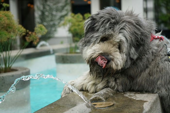 dog drinking water from the fountain