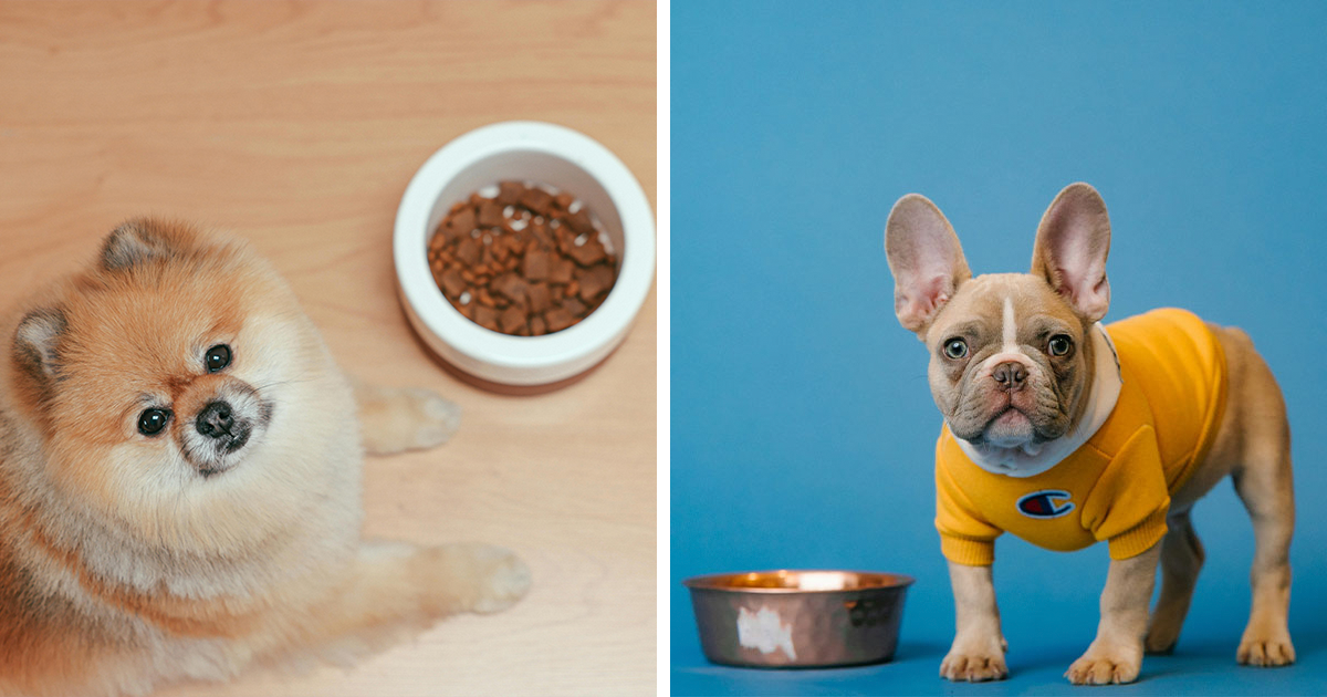 How Long Can a Dog Go Without Food? Vet Answers and When to Worry