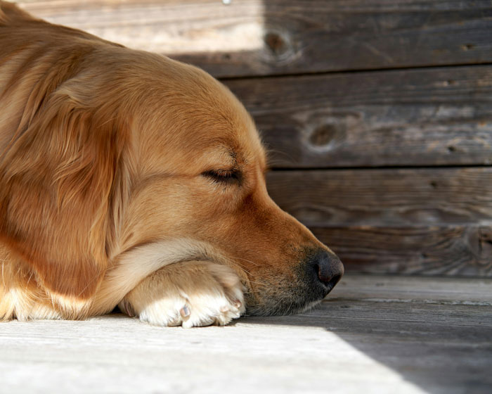 close up view of a sleeping dog