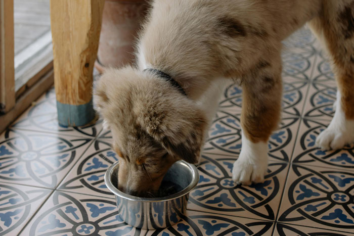 puppy eating from the bowl
