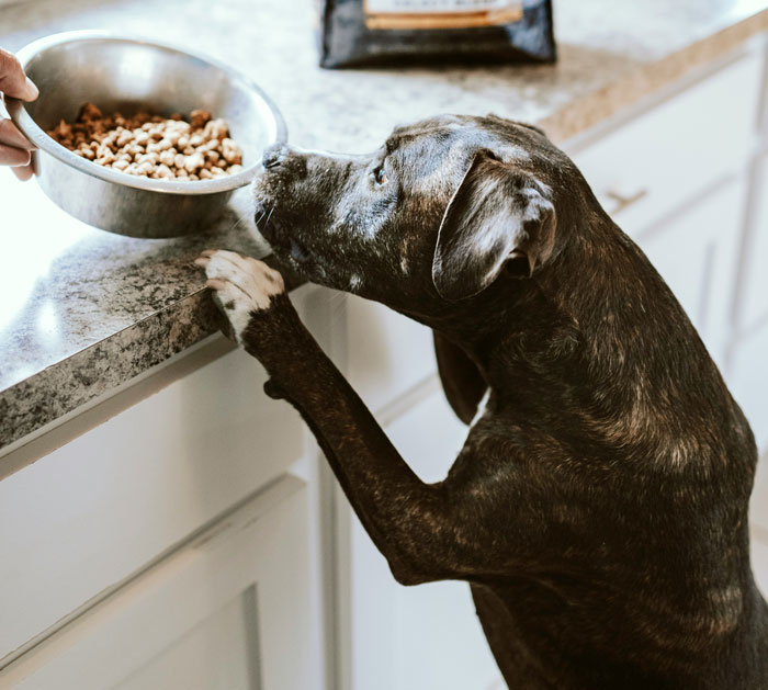 dog smelling the bowl with food