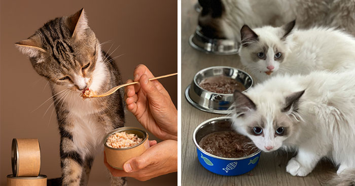 How Much Wet Food to Feed a Cat: Tips for Portion Control